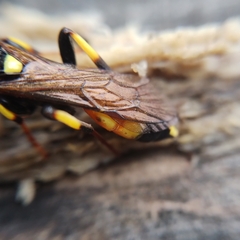 Ichneumon stramentor