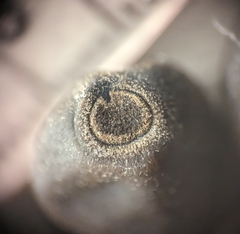 Convolvulaceae