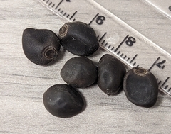 Convolvulaceae