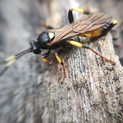 Ichneumon stramentor