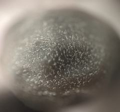 Convolvulaceae