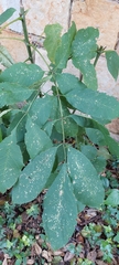 Fraxinus uhdei