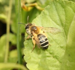 Andrena gravida
