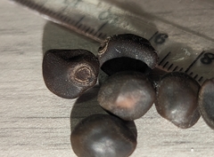 Convolvulaceae