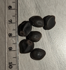 Convolvulaceae