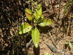 Campuloclinium macrocephalum