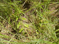 Campuloclinium macrocephalum