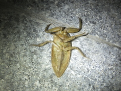 Kirkaldyia deyrolli