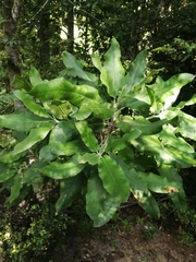 Acrisione denticulata