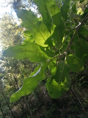 Acrisione denticulata