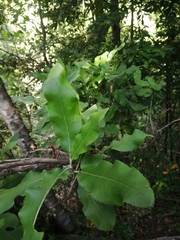 Acrisione denticulata