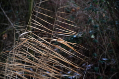 Phragmites australis