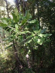 Acrisione denticulata