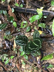 Goeppertia roseopicta