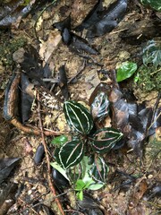 Goeppertia roseopicta