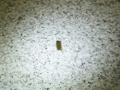 Episyrphus