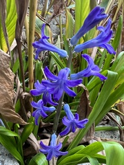 Hyacinthus orientalis