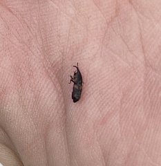 Diocalandra frumenti