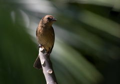 Cyanocompsa parellina