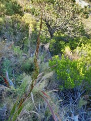 Watsonia tabularis