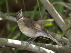 Turdus assimilis