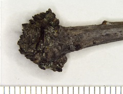 Callirhytis clavula