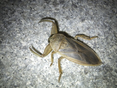 Kirkaldyia deyrolli
