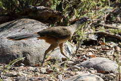 Ortalis poliocephala