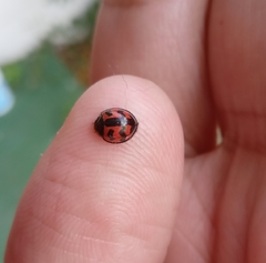 Cheilomenes sexmaculata