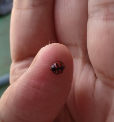 Cheilomenes sexmaculata