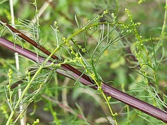 Artemisia scoparia