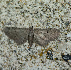 Eupithecia