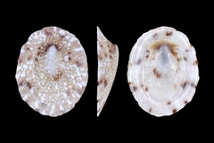 Nipponacmea gloriosa