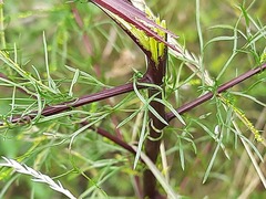 Artemisia scoparia