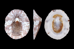 Nipponacmea gloriosa