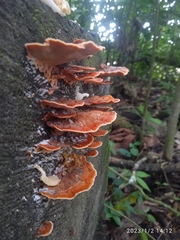 Rigidoporus