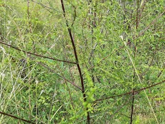 Artemisia scoparia
