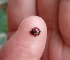 Cheilomenes sexmaculata