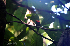 Ceratopipra mentalis