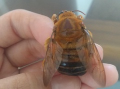 Xylocopa frontalis