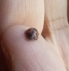 Cheilomenes sexmaculata