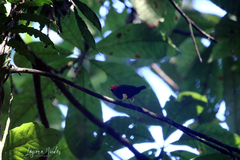 Ceratopipra mentalis