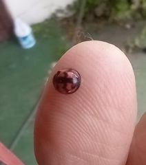 Cheilomenes sexmaculata