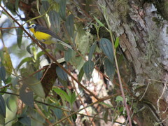 Myioborus ornatus