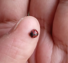 Cheilomenes sexmaculata