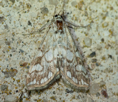Elophila nymphaeata