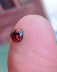 Cheilomenes sexmaculata