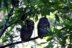 Pulsatrix perspicillata