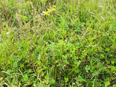 Onobrychis viciifolia