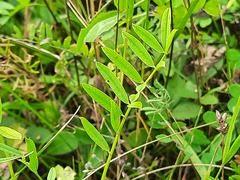 Onobrychis viciifolia